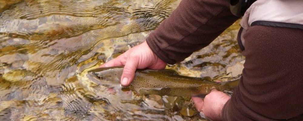 Nouvelle règlementation pêche en Lozère 2018